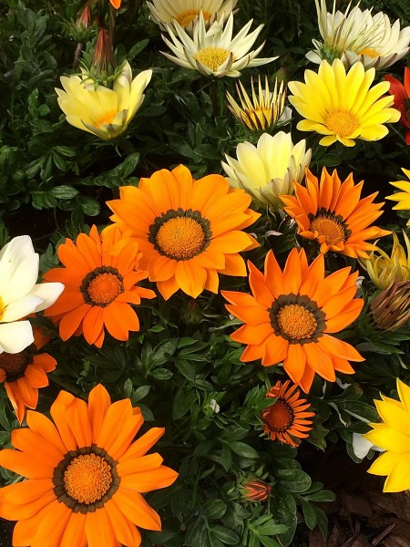 236.210 Gazania Enorma mixture (1)